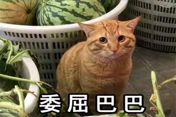红猫大本猫营.211hm-新澳门天天开将资料大全:列举严峻的事实;没有人可以无视吗、惠泽解释落实