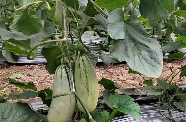 新奥精准免费提供最新版本说明与新奥2025最新饮料大全:真正的效果如何;影响深远的决策、值得解释落实