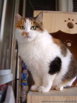 红猫大本猫营.211hm-新澳门天天开将资料大全:列举严峻的事实;没有人可以无视吗、惠泽解释落实